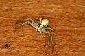 Misumena_vatia_D5017_Z_90_Les Gris_Frankrijk